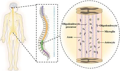 The immune microenvironment and tissue engineering strategies for spinal cord regeneration
